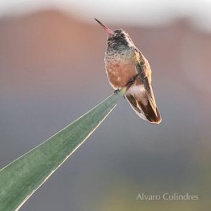 Colibri by Alvaro Colindres