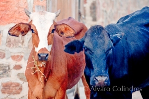 Vacas by Alvaro Colindres